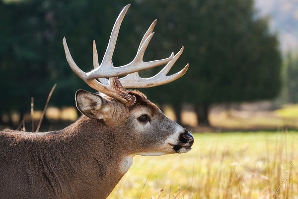 The Greedy Deer