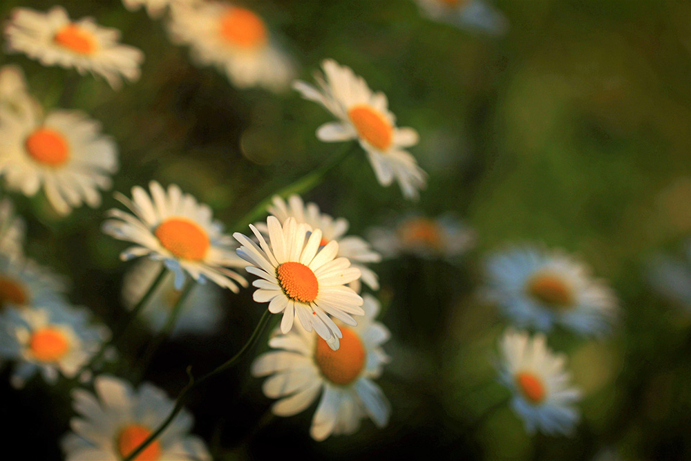 Where Love is Present, there will Always be Solutions 