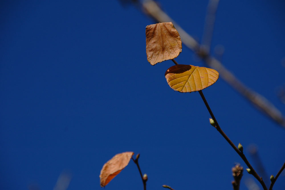 DSC 5293 1000x667