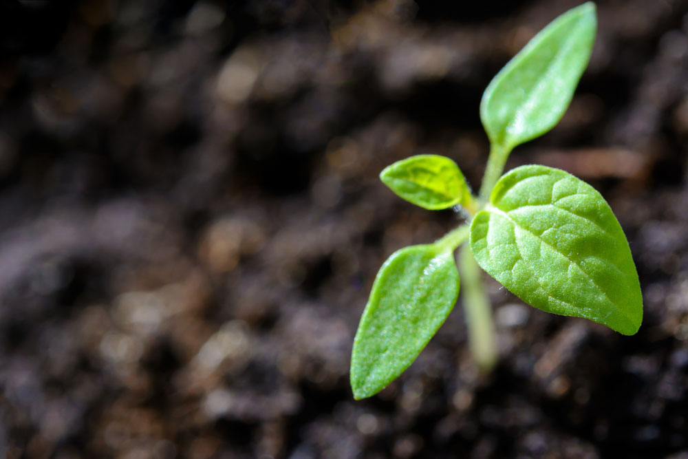 agriculture close up cultiv