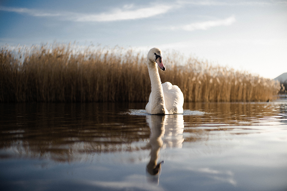 The Story of a Golden Goose and a Greedy Widow