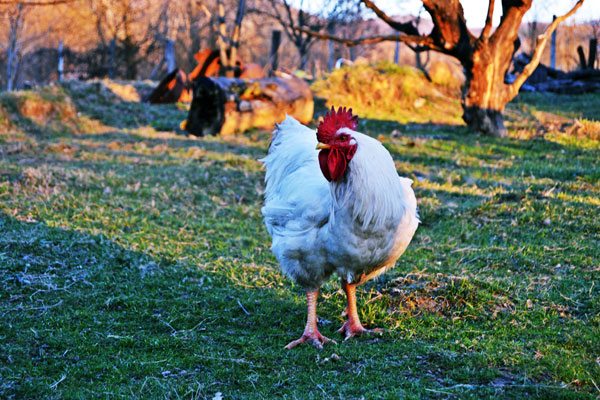 The Overly Suspicious Bird
