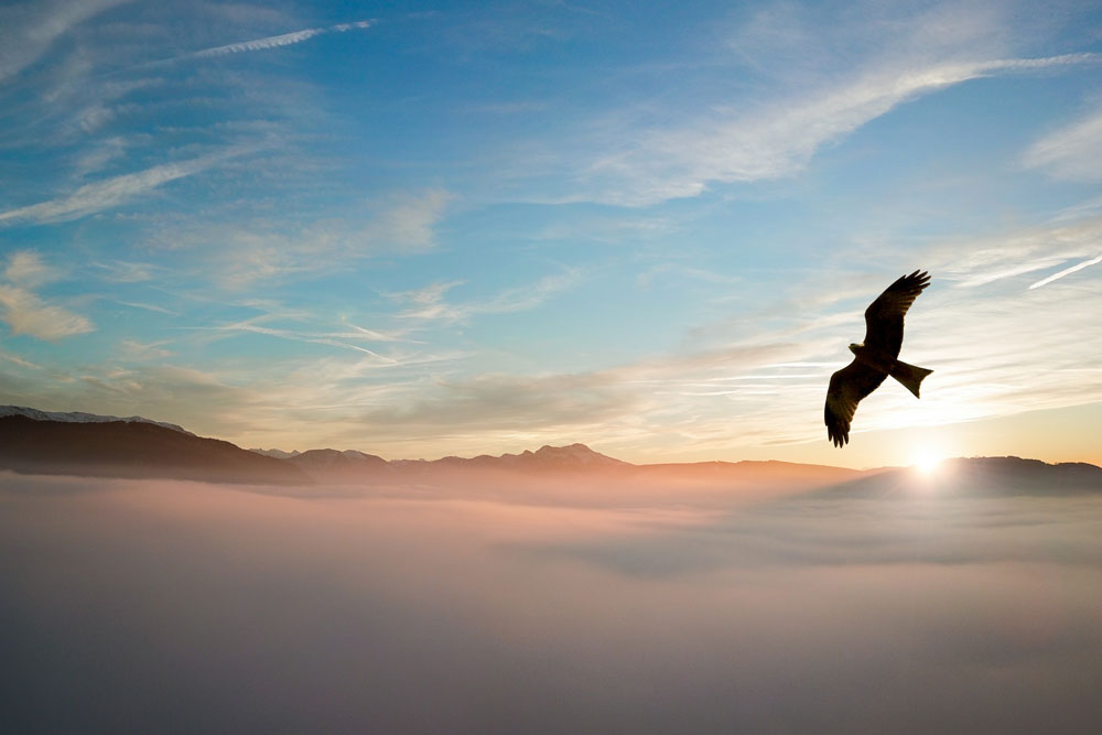 backlit bird clouds 1000x667