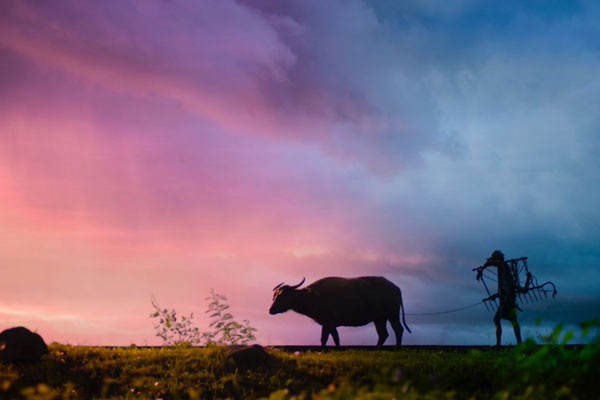 An Old Farmer and his Cow