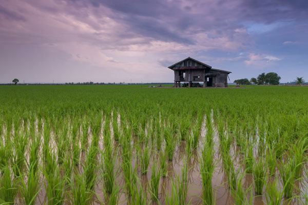 Unconditional Offering from a Farmer