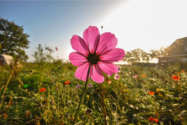 Suffering Awakens Us to the Truth of Impermanence