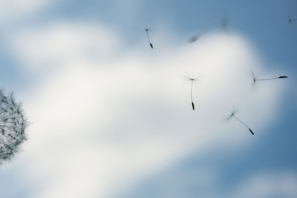 dandelion 2293826 1000x667