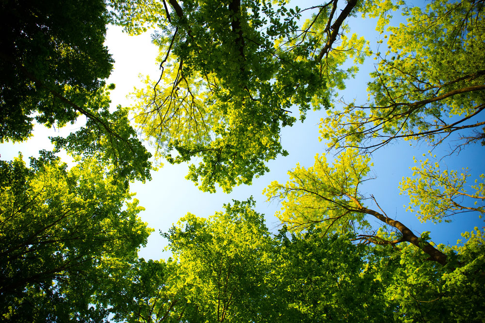 daylight forest nature 1000x667
