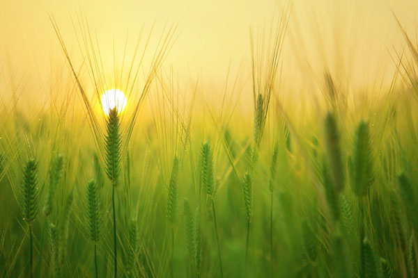 Keeping a Grateful Heart