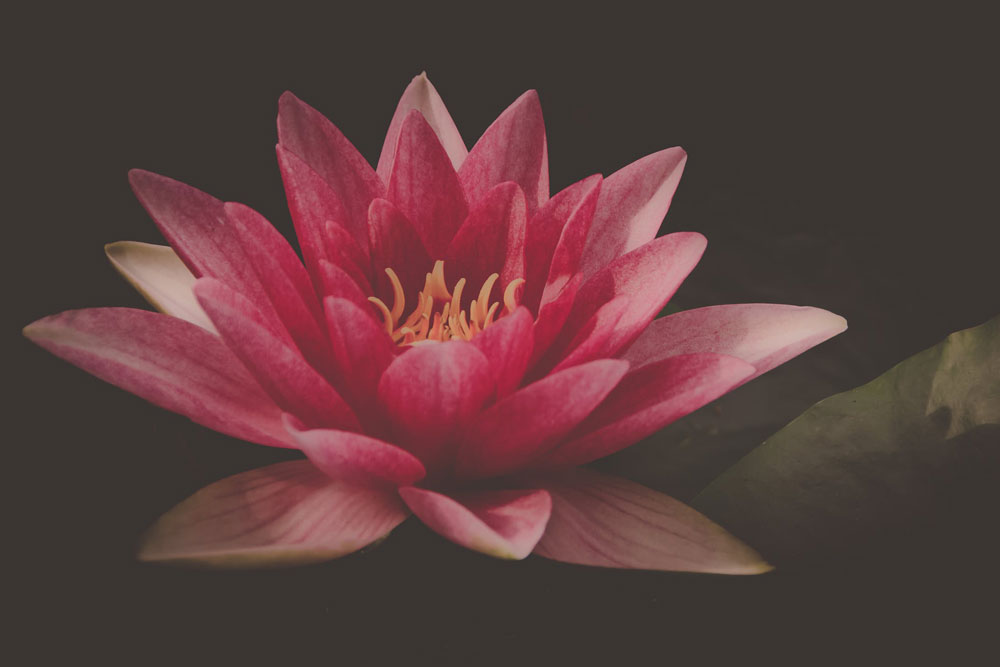 pexels photo1000x668