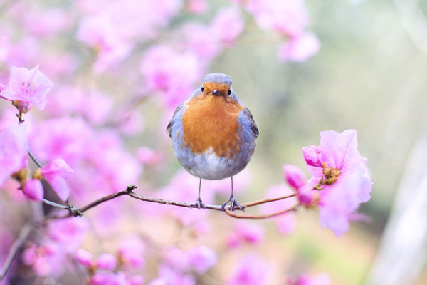 The Bird that Lied