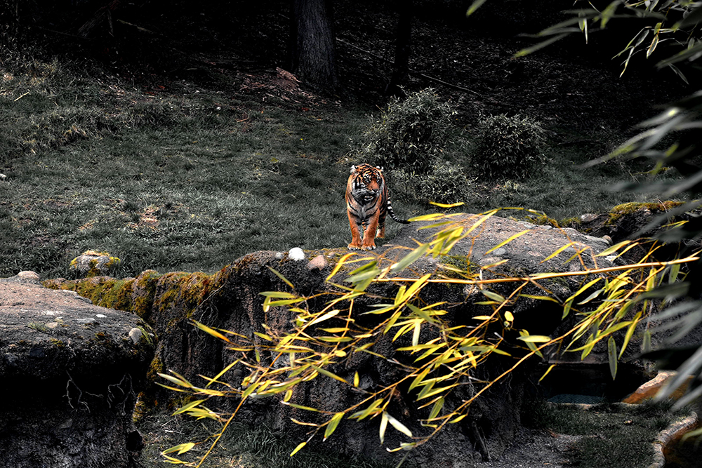 The Story of Two Tigers and a Yakan