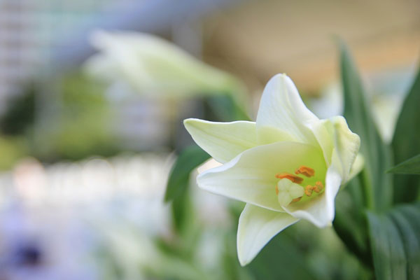 Rediscovering What It Means to be a Doctor