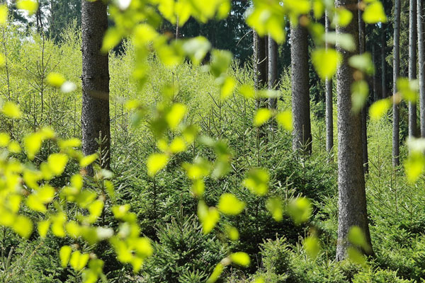 Walking the Talk ─ Green Practices at an Army Medical Centre