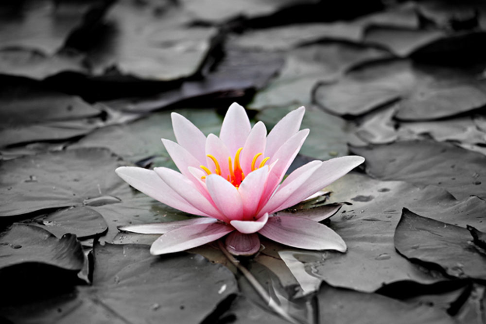 water lily pink1000x667