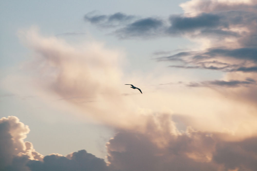 bird flying 2147454