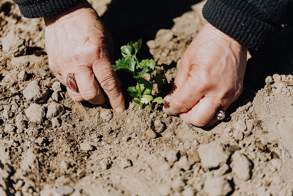 crop anonymous person planting seedling in garden bed 4207910